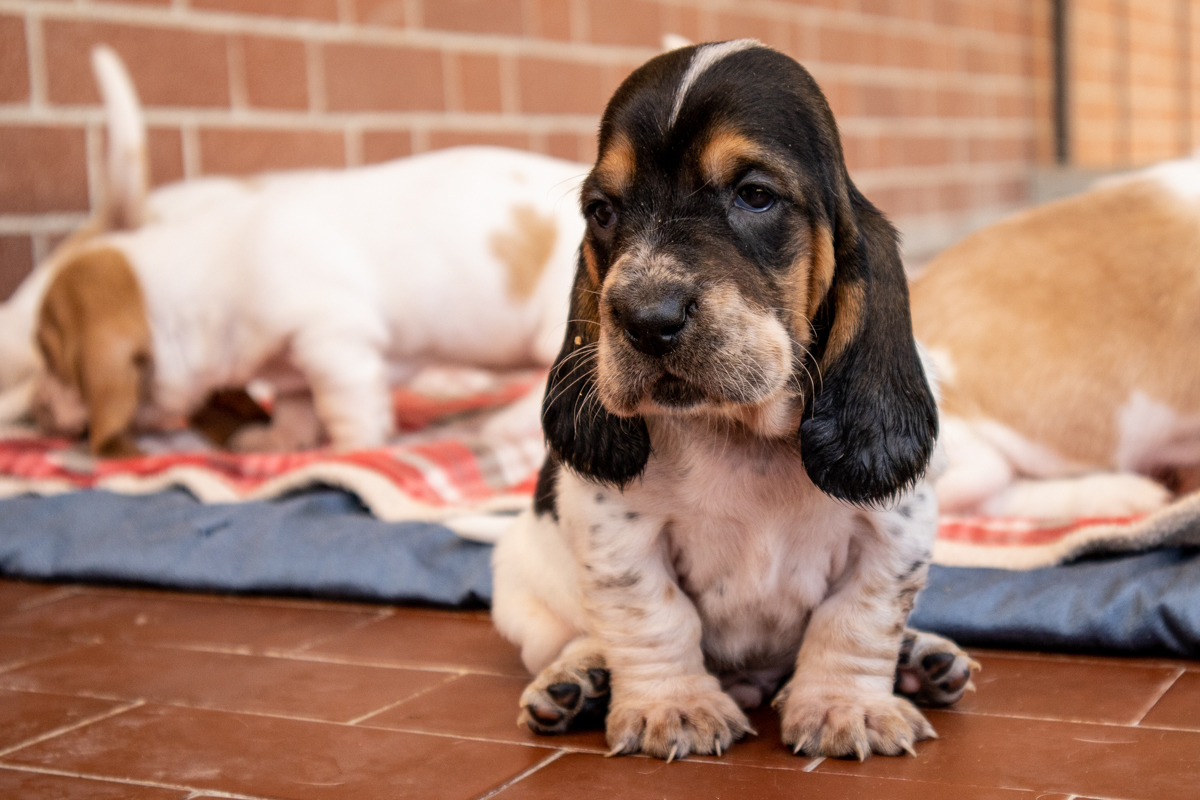 basset hound therapy