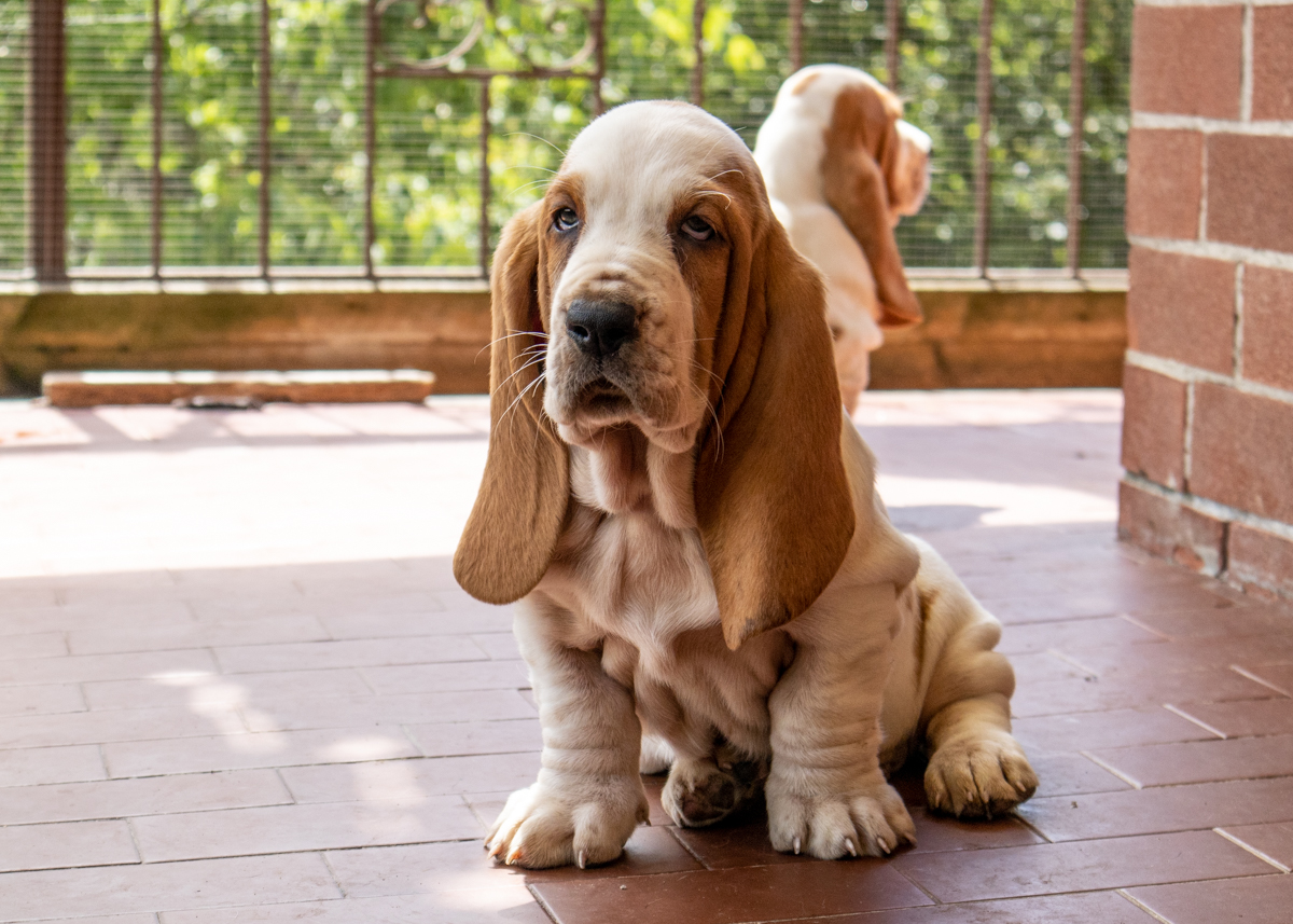 basset hound therapy
