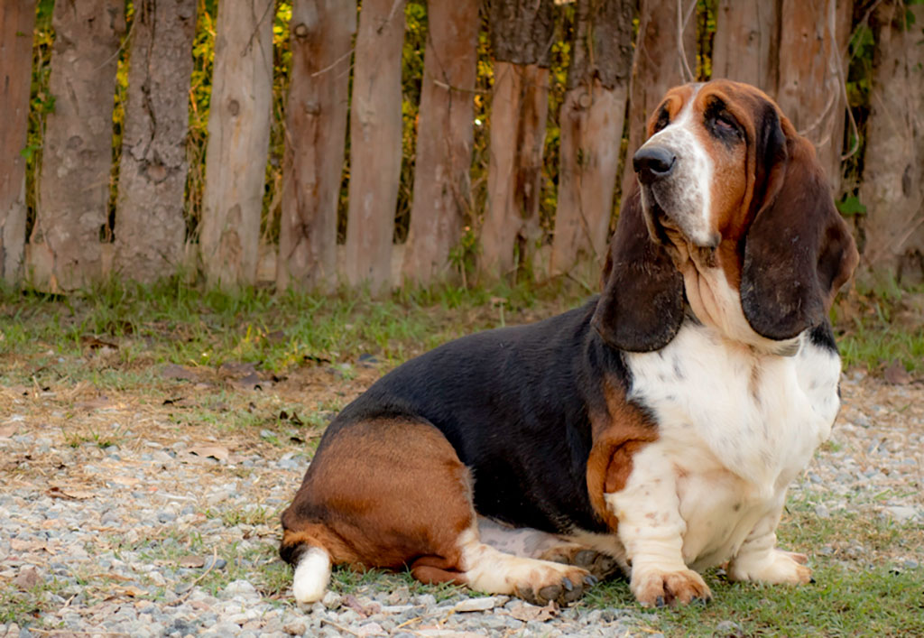 basset hound therapy