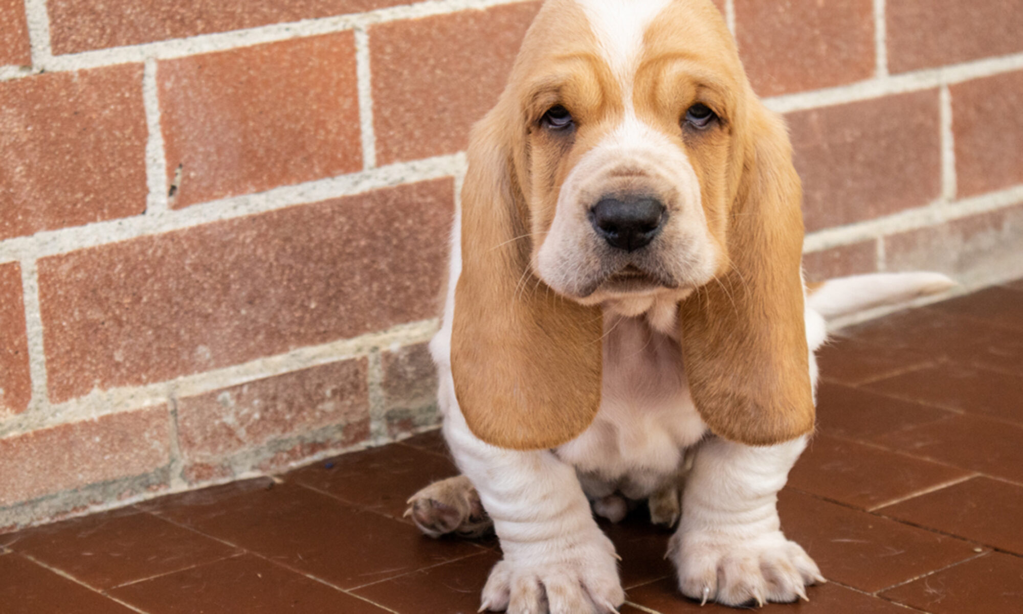 basset hound therapy