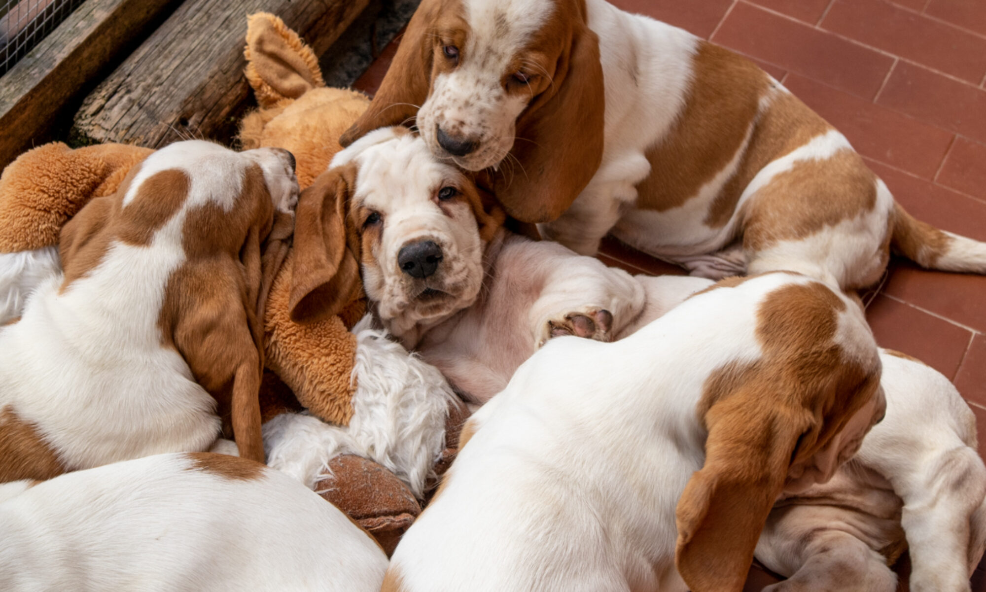 basset hound therapy