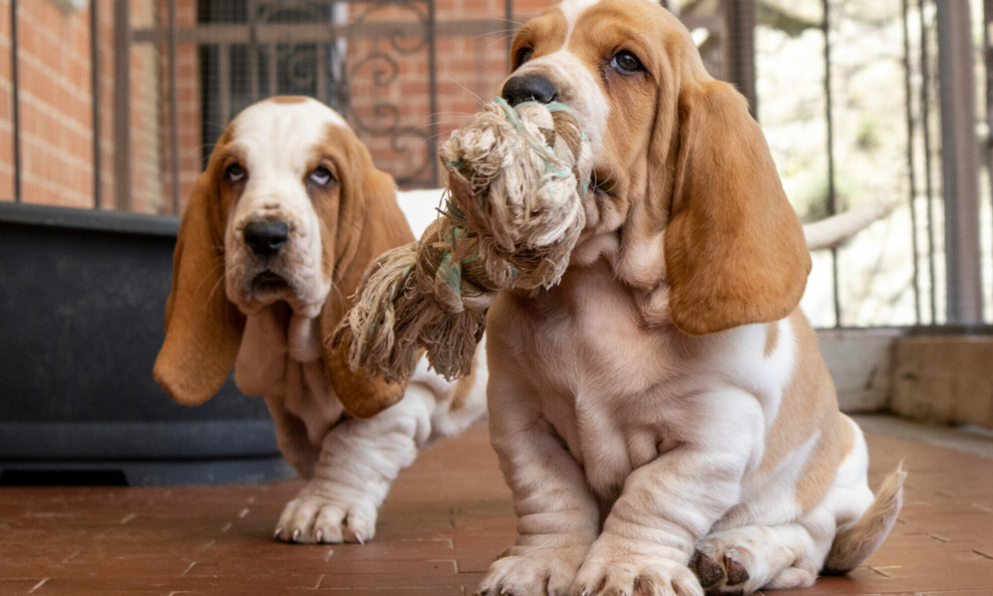 basset hound therapy