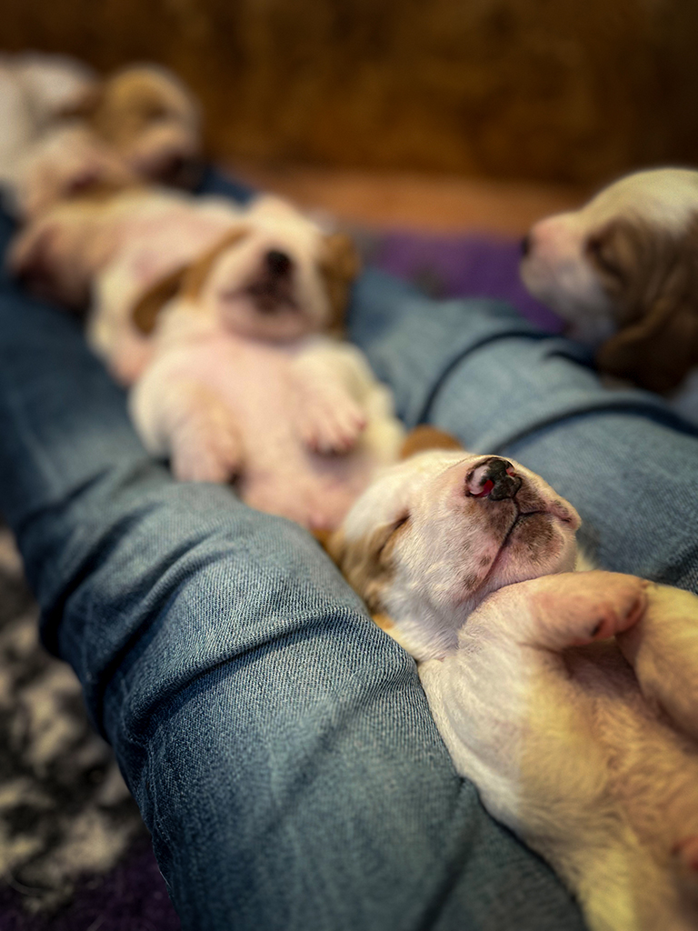 basset hound therapy