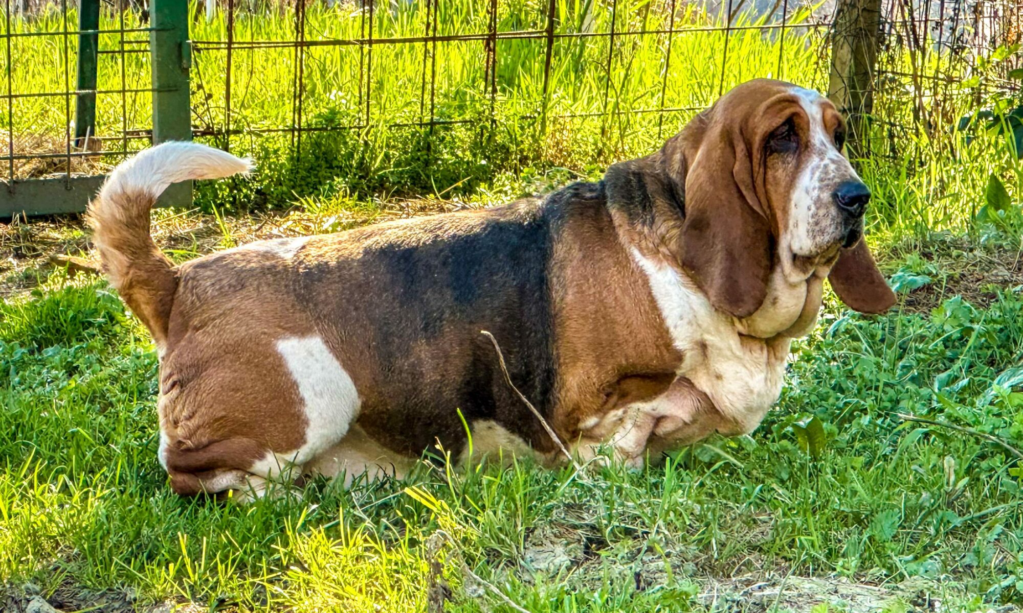 basset hound therapy