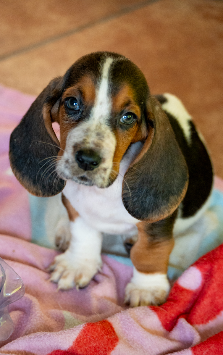 basset hound therapy