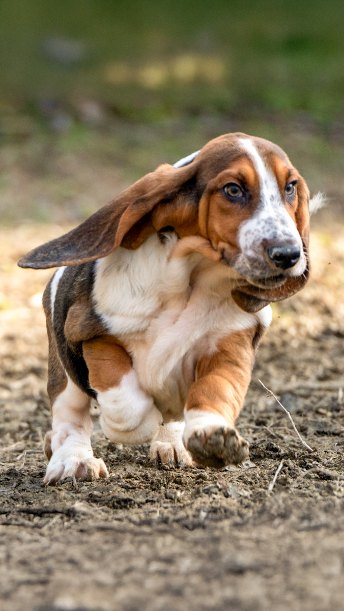 Il basset hound più veloce al mondo
