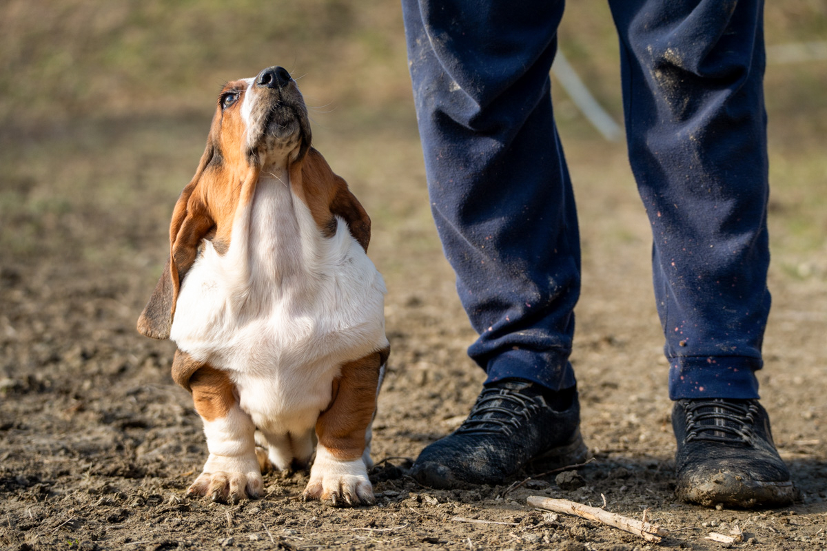 basset hound therapy