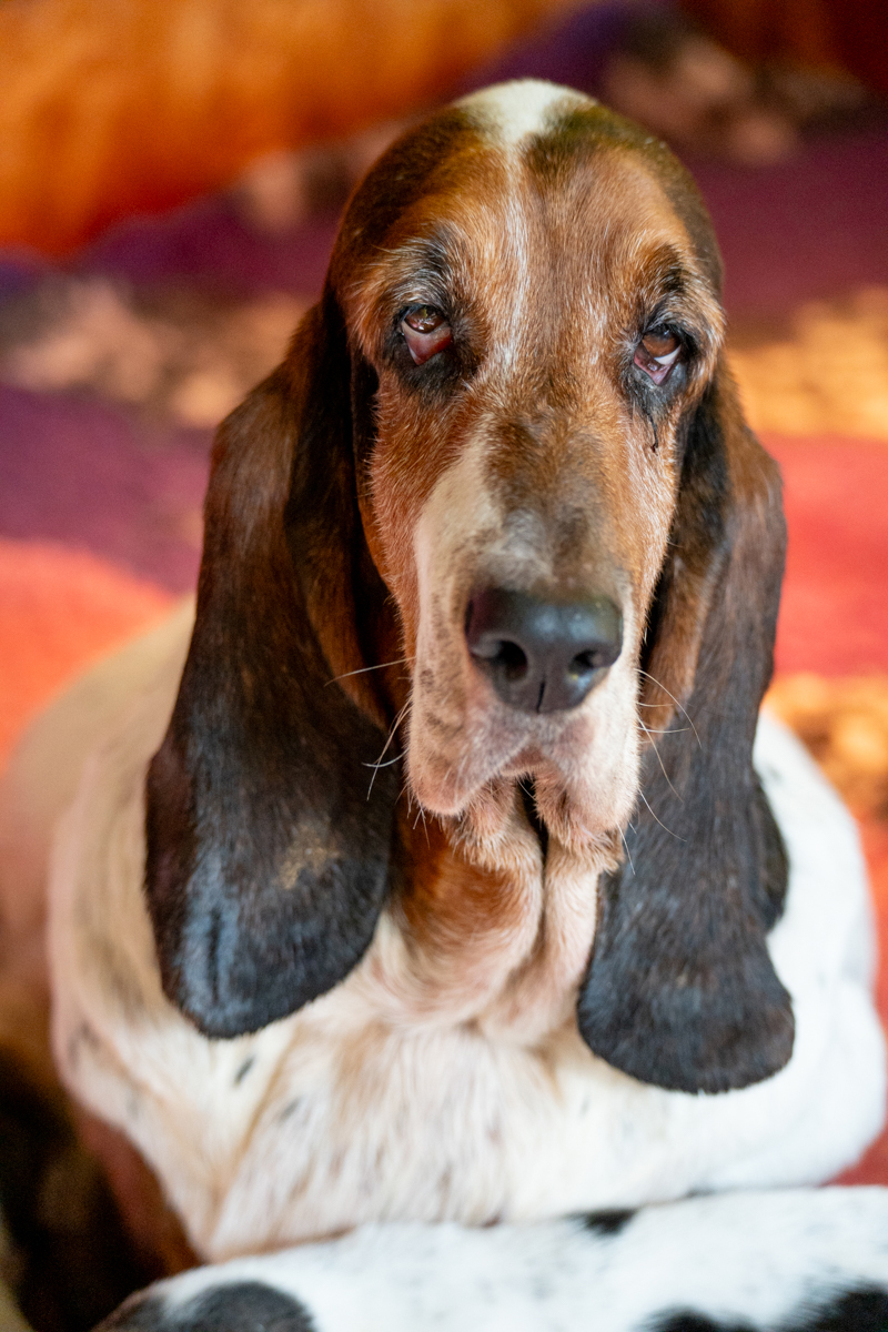basset hound therapy