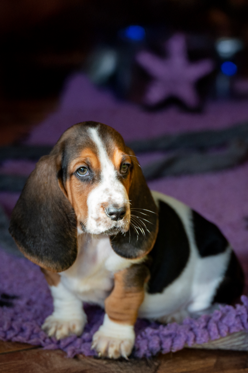 basset hound therapy